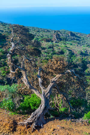 Wind bent juniper trees at El Sabinar at El Hierro island in Canary islands, Spain.の写真素材