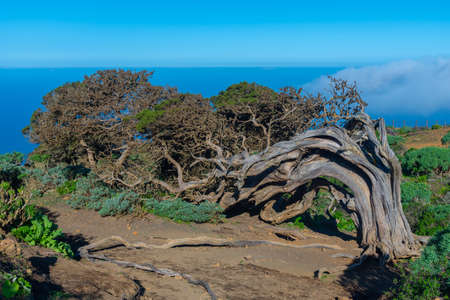 Wind bent juniper trees at El Sabinar at El Hierro island in Canary islands, Spain.の写真素材