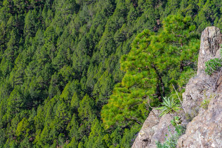 Pine forest on slopes of Caldera de Taburiente national park at La Palma, Canary islands, Spain.の写真素材