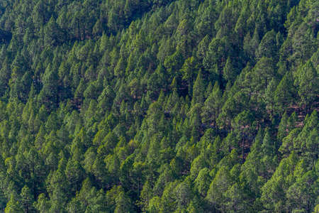 Pine forest on slopes of Caldera de Taburiente national park at La Palma, Canary islands, Spain.の写真素材
