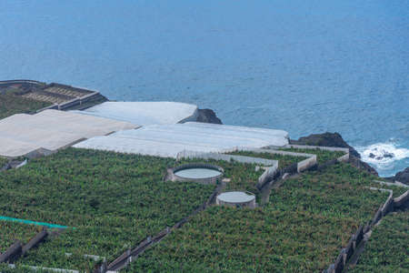 Banana plantations at La Palma, Canary Islands, Spain.の写真素材