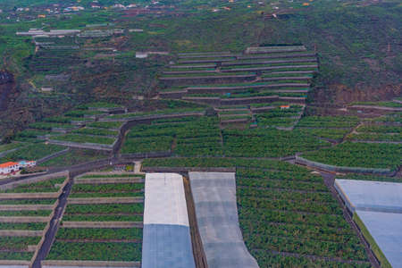 Banana plantations at La Palma, Canary Islands, Spain.の写真素材