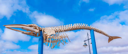 Whale skeleton displayed at Fuerteventura, Canary islands, Spain.の写真素材