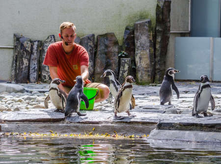 PRAGUE, CZECH REPUBLIC, JULY 24, 2015: zookeeper in the prague zoo is feeding penguins and provides lecture to visitors of the zooのeditorial素材