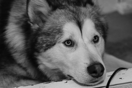 Chilled Alaskan Malamuteの写真素材