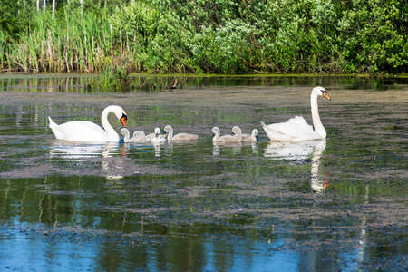 Swan family in the lake feeds on algaeの写真素材