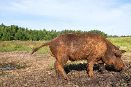 a domestic pig that looks like a wild one walks on the streetの写真素材