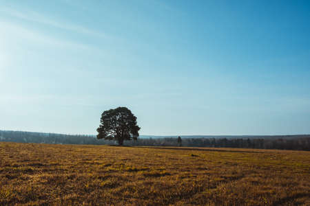a lone pine tree stands in a fieldの写真素材