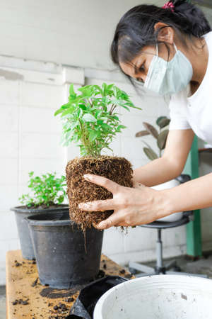 Planting basil, or Ocimum basilicum, with both hands, of female, 25 to 30 years old, grasping the...