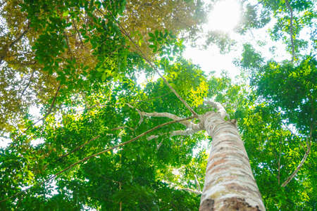Sunlight, shines down, hits, rubber trees in the garden.