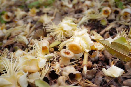 flowers, durian, that are nourishing, to thrive, on the tree, is a popular fruit.