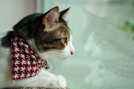 Cat, Thai breed, sleeping on a cardboard box, sharpening claws, in a happy posture, and trusting,...