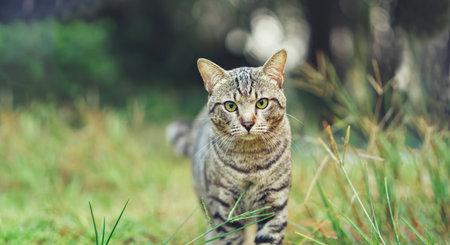 siamese cat, walking in the grass, quiet, in nature, male cat, curious, outdoors, pet, fluffy...