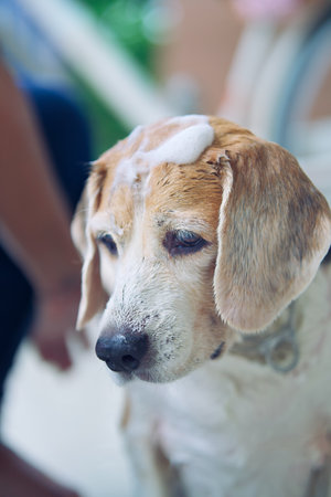 playful beagles, enjoy soaping, bubble baths, pet hygiene, house keeping, and happy bath time,Clean, wet bath time, grooming the dog, hygienically with foaming water, and fun bathing.の写真素材