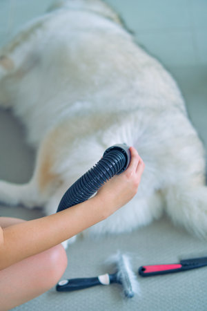 blow drying,grooming a happy Siberian husky,removing loose fur for a fluffy coat | dog care,keeping  coat beautiful,pet spa time,siberian husky's shedding season.の写真素材