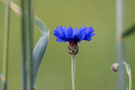 Blue grain flower in feildの写真素材