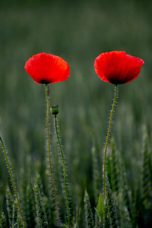 Two poppies in fieldの写真素材
