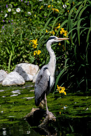 Heron on a pondの写真素材