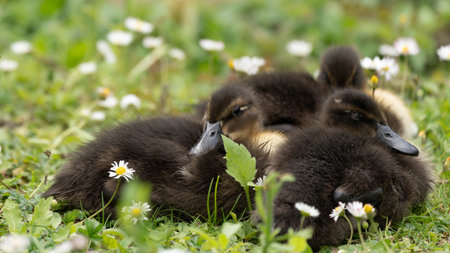 Bunch of Baby Ducks resting and cuddling Together