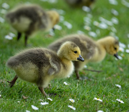 Small Canada Goose Baby Yellow
