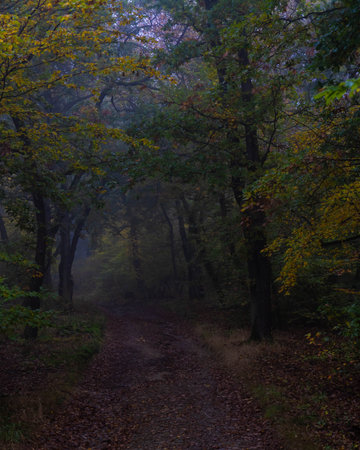 Mystic Forests of Germany with interesting Lights