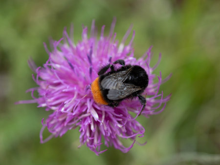 Special Bumbleebee from the Italian Alps in South Tyrol - Close Up Macro
