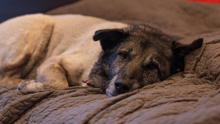 Sleeping Dog - Dark Pictureの写真素材