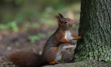 Squirrels sitting on the trunk of a Tree