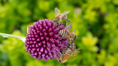 Three Bees on one Flower Macro
