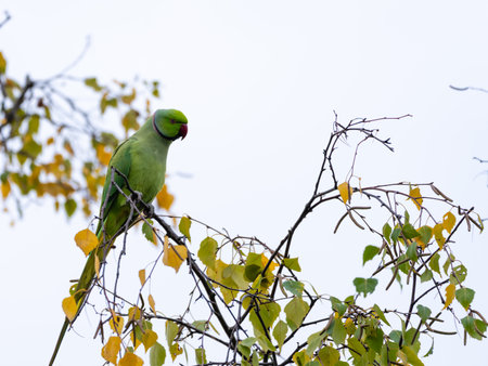 Minimalistic Ring Necked Parakeet with empty Space