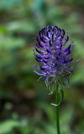 Macro of a Beautfiul Flowerの写真素材