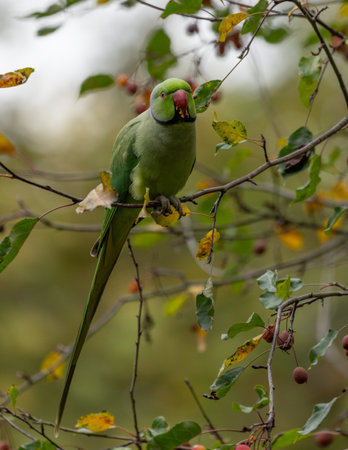 Ring Necked Parakeet Eating in the Tree