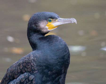 Portrait of a Cormorant with HIgh Quality to see his Emerald Eyesの写真素材
