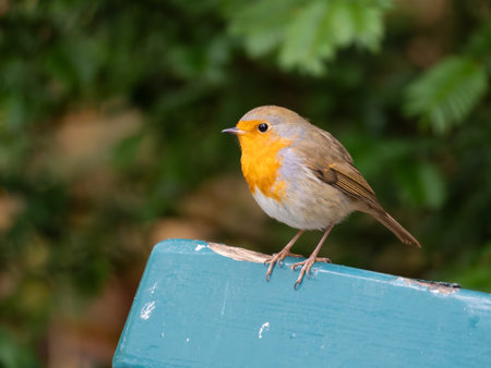 Portrait of a Robin in front of Green sitting on a Blue Bench in Autumn in Germanyの写真素材