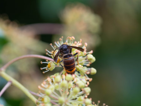 Asian Hornet - Close Up for Articles about Nature - Taken in Germany November 25