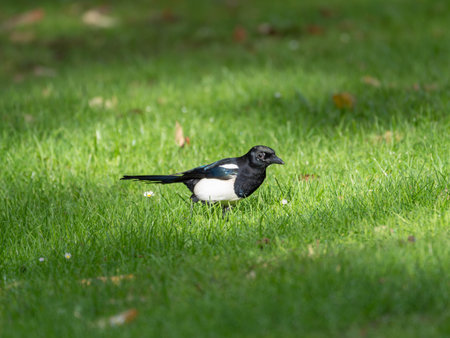 Beautiful Magpie on a green Field in Springの写真素材