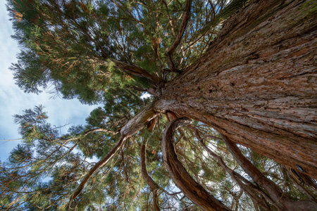 Redwood Tree - Mammut Tree in Duesseldorf Germany Suedpark Friedhof Stoffelnの写真素材