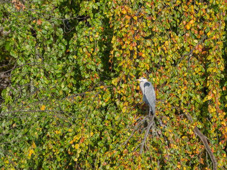 A Great Heron sitting on a Tree between golden Autumn Colours in Germanyの写真素材