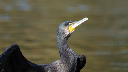 Portrait of a Cormorant to see his Emerald Eyesの写真素材