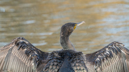 Portrait of a Cormorant to see his Emerald Eyesの写真素材