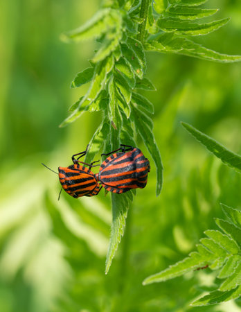 Shield Bugs pairing in Nature in good Qualityの写真素材