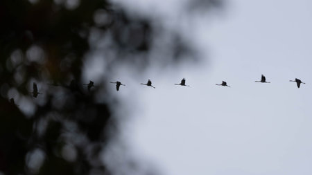 Flight of the Cranes in 2025 - Moody Picture - Follow the Leaderの写真素材