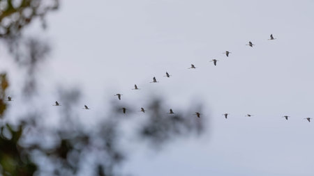 Flight of the Cranes in 2025 - Moody Picture - Follow the Leaderの写真素材