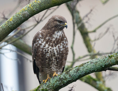 Buzzard with clear Details sitting on a Tree watching for Prey