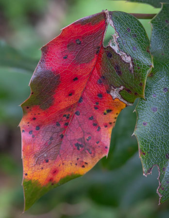 Downfall of Nature in Autumn - Moody Pictures of the Imperfect