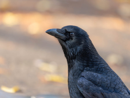 High Resolution Portrait of a Raven with golden Autumn Backgroundの写真素材