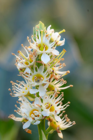 Macro Shot of Beautiful super Small white Flower - Art Shotの写真素材