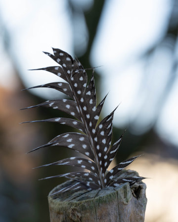 Macro of a Beautiful Single Feather on a Tree Stump in Autumnの写真素材