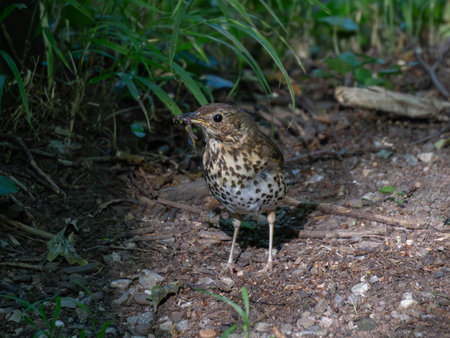 Songbird standing in ray of Light on the Forest Ground with worm in mouthの写真素材
