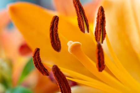 Fine Art Macro of an Orange Flower taken in 2025の写真素材
